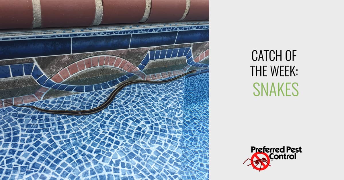 Catch of the Week Snake in the Pool